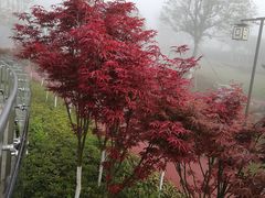 -铁山坪森林公园