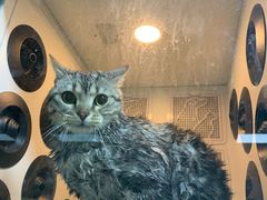 -老吴的猫·猫舍(新区店)