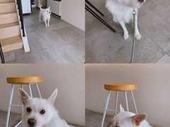 -悟白咖啡WoobyCafe