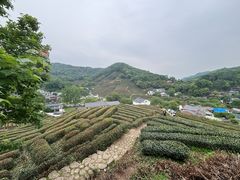 -龙井村