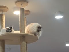 -喵园·猫主题咖啡厅·撸猫·猫咖(国贸店)