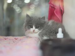 -李小姐の猫咖啡馆(五角场店)