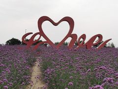 -西京湾花海