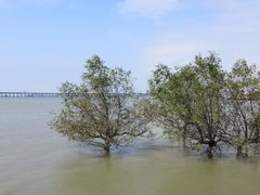 -宝安西湾红树林湿地公园