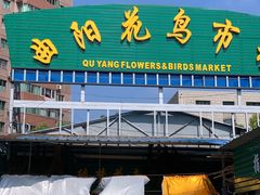 -曲阳花鸟市场(曲阳路店)