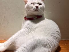 -有猫主题·治愈系猫咖(曾厝垵店)