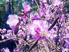 -黑龙江省森林植物园