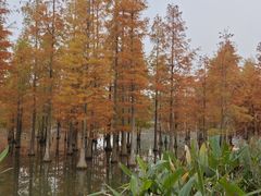 -白鹭湾湿地公园