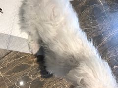 -派多格宠物·购宠(靛厂路店)