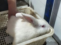 -东吴霸王兔(松青路店)