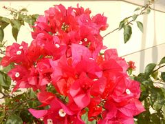 -龙大花卉苗木市场