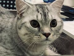 -特一安24小时宠物医院·骨科·中兽医