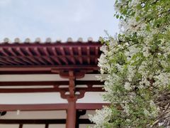 -西安青龙寺遗址景区