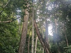 -西双版纳原始森林公园