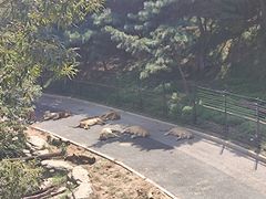 -大连森林动物园