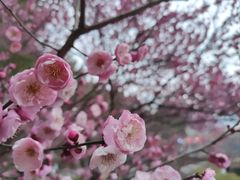 -天鹅湖体育公园