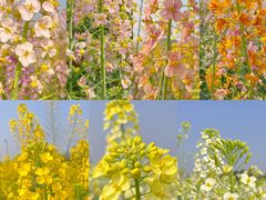 -中国天府农业博览园