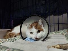 -喜多萌中农锦绣动物医院24H·猫科·牙科MRI·CT