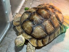 -深圳龙华星河COCO City(民治店)