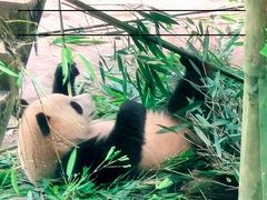 -中国大熊猫保护研究中心雅安碧峰峡基地