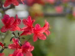 -苏州上方山国家森林公园