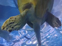 -太平洋海底世界