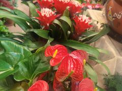 -双季花艺园艺市场(浦东店)