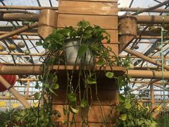 -陆地游轮吉林神农温泉