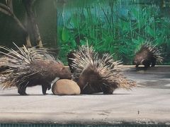-广州长隆飞鸟乐园