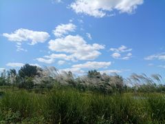-东郊湿地公园