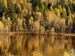 -五营红松林海景区