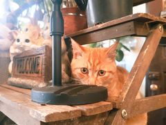 -海边的猫和咖啡馆