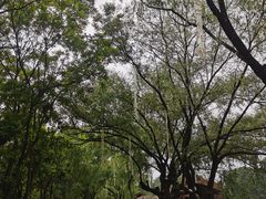 -万泉公园