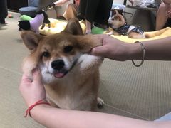 -逗柴咖啡屋·狗咖猫咖宠物桌游