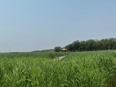 -西青郊野公园