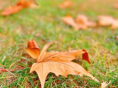 -上海滨江森林公园