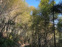 -西湖风景区十里琅珰-五云山