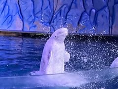 -珠海长隆海洋王国