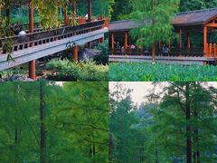-重庆彩云湖湿地公园