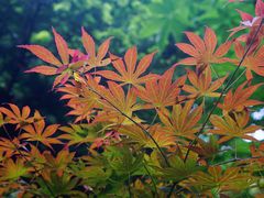 -上海佘山国家森林公园天马山园