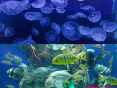 -芜湖新华联大白鲸海洋公园