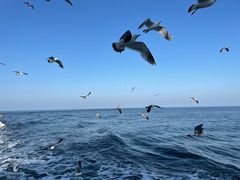 -海驴岛(荣成市)