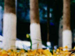 -千年银杏谷文化旅游区