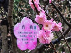 -梅花山(明孝陵内)