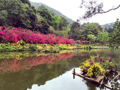 -深圳仙湖植物园