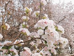 -海棠花溪(元大都城垣遗址公园)
