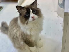 -喵喵咪呀布偶猫咖(春熙路店)