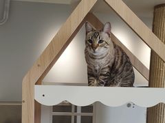 -Cappucimeow猫咪咖啡馆(韦伯时代店)