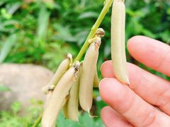 -广州神农草堂中医药博物馆