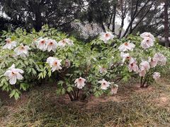 -泰山风景名胜区-普照寺